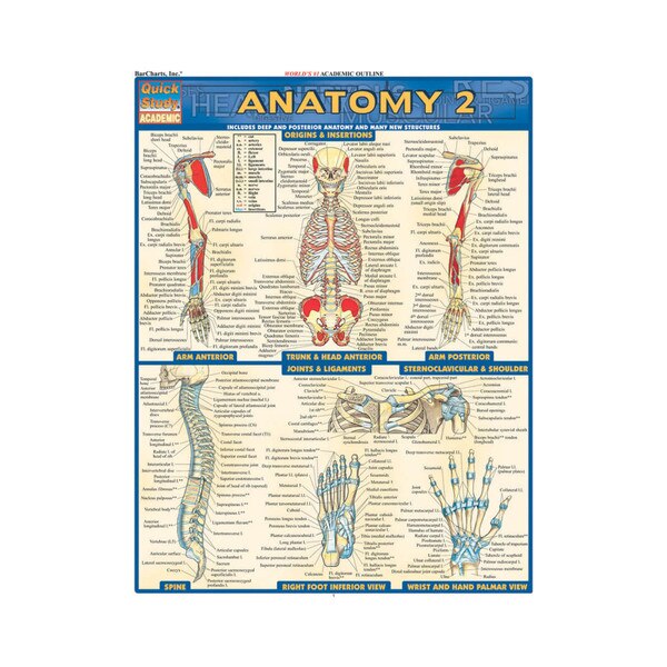 Anatomy 2 Quick Study Guide
